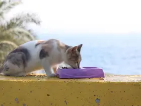 Darıca’da sokak hayvanları için mama ve su kapları yerleştirildi
