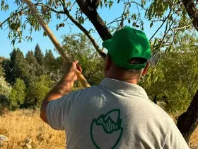 Datça’da badem hasadı başladı

