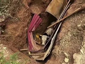 Definecilerin kazdığı çukura düşen büyükbaş hayvan operasyonla kurtarıldı
