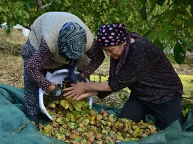 Demirci’de ceviz hasadına başlandı
