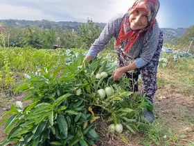 Demirci’de ilk kez pepino yetiştirildi
