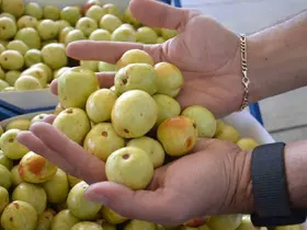 Demirci’de taze iri hünnap meyvesinin hasadı başladı
