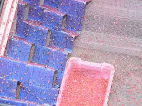 Denizli’de 500 bin steril erkek böcek doğaya bırakıldı
