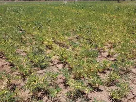 Denizli’de geliştirilen yerli nohut çeşidinde ilk tohumlar yeşerdi
