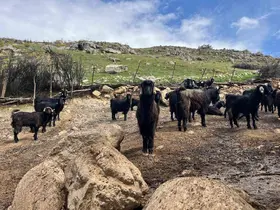 Denizli’de küçükbaş hayvancılık yetiştiriciliği giderek azarlıyor

