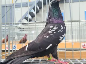 Denizli’nin asırlık mirası Dolapçı güvercinleri güzellikleriyle büyüledi
