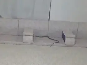 Derecik’te misafir bekleyen ailenin evine yılan girdi
