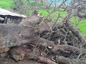 Derecik’te üzerine ağaç devrilen ağıldaki 4 keçi telef oldu

