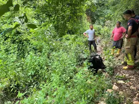 Dereye düşen inek kepçeyle kurtarıldı
