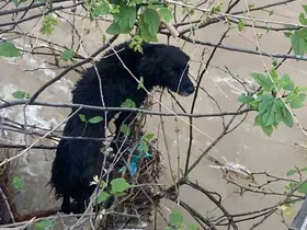 Dereye düşen köpek zorlu operasyonla kurtarıldı
