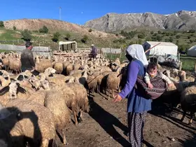 Destek bekleyen üreticilere bakanlıktan dolandırıcılık uyarısı
