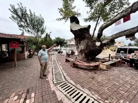 Dev cüsseli 500 yıllık çınar ağacı yıllara meydan okuyor
