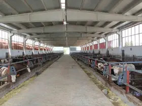 Devlet desteğiyle kurduğu besi çiftliğinde tam kapasite üretim yapıyor
