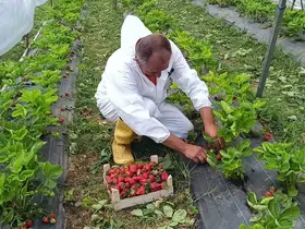 Devlet destekli 12 bin adet hibe çilek fidesiyle başladığı üretimde, ilk mahsulü aldı
