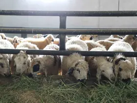 Devletten aldığı destekle küçükbaş hayvan çiftliği açtı
