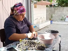Devrek’te üretilen aronya meyve suyu büyük ilgi görüyor

