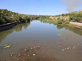 Dicle Nehri’nde balık ölümleri görüldü
