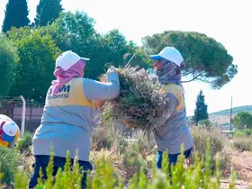 Didim Belediyesi Akköy Fidanlığı’nda lavanta hasadı gerçekleştirildi
