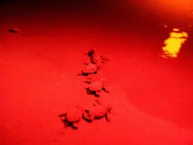 Didim Belediyesi Caretta Caretta’ların güvenli yolculuğuna eşlik ediyor
