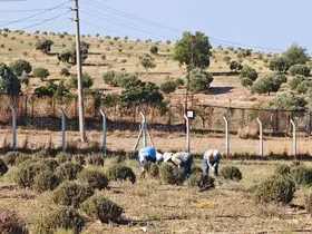 Didim Belediyesi yeşil alanlar için kendi bitkisini üretiyor

