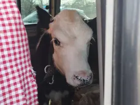Didim’den kaçan hayvan hırsızları Konya’da yakalandı