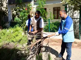 Didim’de budama çalışmaları devam ediyor
