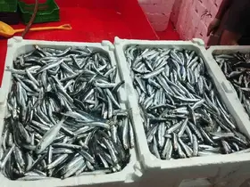 Didim’de hamsi denetimi sürüyor
