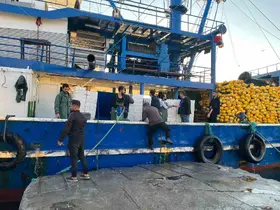 Didim’de hamsi kotası denetimleri sürüyor

