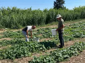 Didim’de salatalıklardan numuneler alındı
