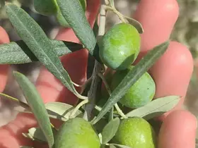Didim’de zeytin üreticilerine sinek uyarısı
