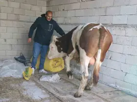 Diyadin’de besicilik geçim kapısı oldu
