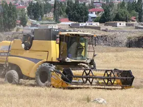 Diyadin’de hasat mevsimi başladı
