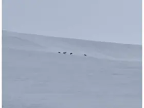 Diyadin’de kurt sürüsü görüldü
