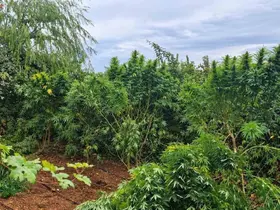 Diyarbakır’da 97 bin 743 kök kenevir, 44 kilo esrar ele geçirildi
