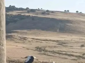 Diyarbakır’da ayağı yuvasındaki bez parçasına takılan leylek kurtarıldı
