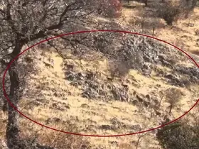 Diyarbakır’da dağ keçileri sürü halinde görüntülendi
