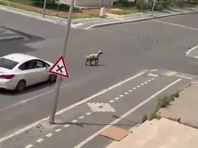 Diyarbakır’da kaçan kurbanlık trafiğin altını üstüne getirdi
