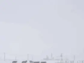 Diyarbakır’da kurtlar yerleşim yerlerine indi
