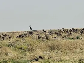 Diyarbakır’da leylek göçü başladı: Göç yolundaki kara leylekler dikkat çekti
