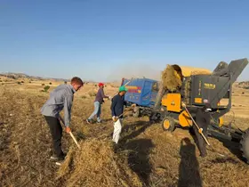 Diyarbakır’da mercimek hasadı
