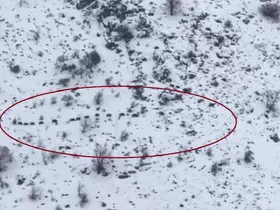 Diyarbakır’da sürü halinde gezen domuzlar görüntülendi
