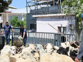Diyarbakır’dan şehir dışına kurbanlık sevki devam ediyor
