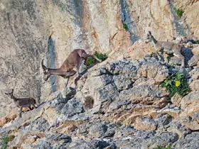 Doğa gözlemcilerinin rotası Van’ın dağları oldu
