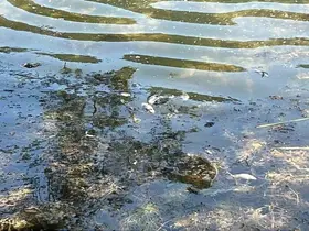 Doğa harikası Gölcük Tabiat Parkı’nda balık ölümleri yaşandı

