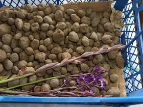 Doğa yürüyüşünde bulduğu salep orkidesi hayatını değiştirdi: 60 bin fideyle salep üreticisi oldu
