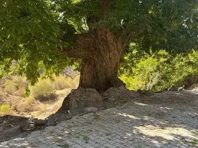 Doğadan ilham alan yarışma
