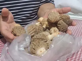 Doğanın ’Et lezzeti’ Kuzugöbeği sofralarda
