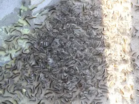 Doğu Karadeniz’de ’istilacı böcek’ alarmı
