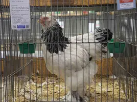 Doğu ve Güneydoğu’nun en güzel horoz ve tavukları belli oldu
