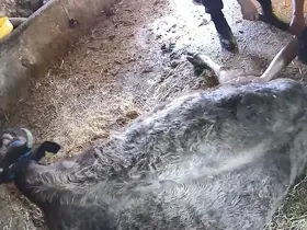 Doğum yapmakta zorlanan ineği sezaryen yapan S.T.’den açıklama: Çağırdılar insanlık namına yardımcı oldum
